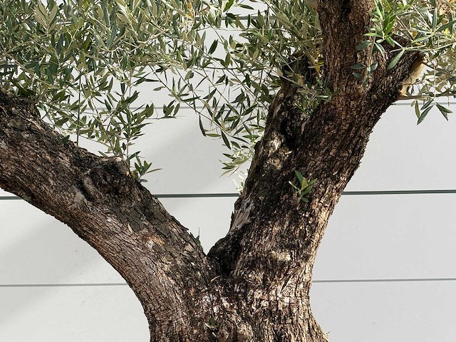 Olijfboom bonsai vertakt xl - olea europaea - ca. 150 jaar oud - hoogte ca. 280 cm - afbeelding 5 van  6