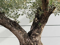 Olijfboom bonsai vertakt xl - olea europaea - ca. 150 jaar oud - hoogte ca. 280 cm - afbeelding 5 van  6