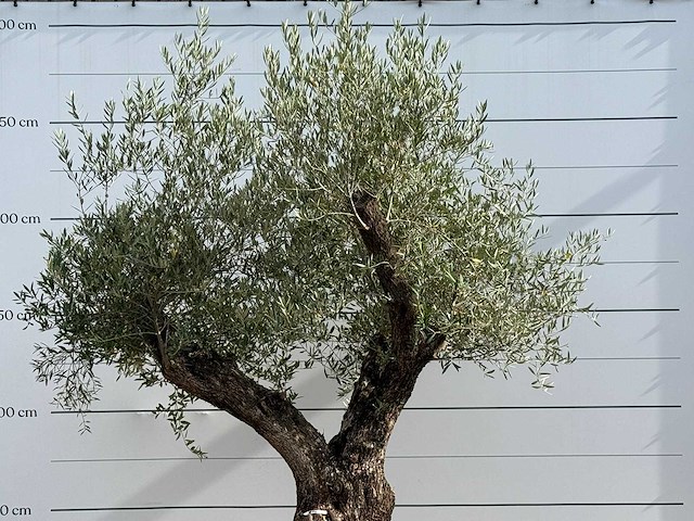 Olijfboom bonsai vertakt xl - olea europaea - ca. 150 jaar oud - hoogte ca. 280 cm - afbeelding 6 van  6