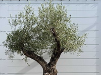 Olijfboom bonsai vertakt xl - olea europaea - ca. 150 jaar oud - hoogte ca. 280 cm - afbeelding 6 van  6