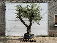 Olijfboom bonsai vertakt xl - olea europaea - ca. 150 jaar oud - hoogte ca. 280 cm - afbeelding 1 van  5