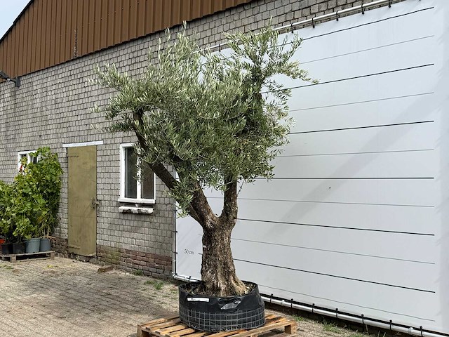 Olijfboom bonsai vertakt xl - olea europaea - ca. 150 jaar oud - hoogte ca. 280 cm - afbeelding 2 van  5