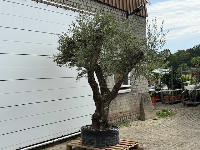 Olijfboom bonsai vertakt xl - olea europaea - ca. 150 jaar oud - hoogte ca. 280 cm - afbeelding 3 van  5