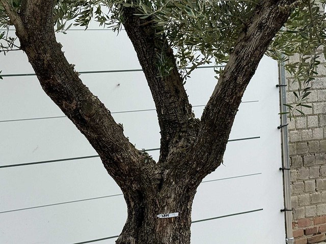 Olijfboom bonsai vertakt xl - olea europaea - ca. 150 jaar oud - hoogte ca. 280 cm - afbeelding 4 van  5