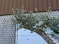 Olijfboom bonsai vertakt xl - olea europaea - ca. 150 jaar oud - hoogte ca. 280 cm - afbeelding 2 van  13
