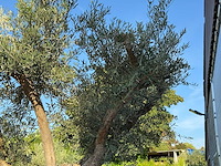 Olijfboom bonsai vertakt xl - olea europaea - ca. 150 jaar oud - hoogte ca. 280 cm - afbeelding 3 van  13
