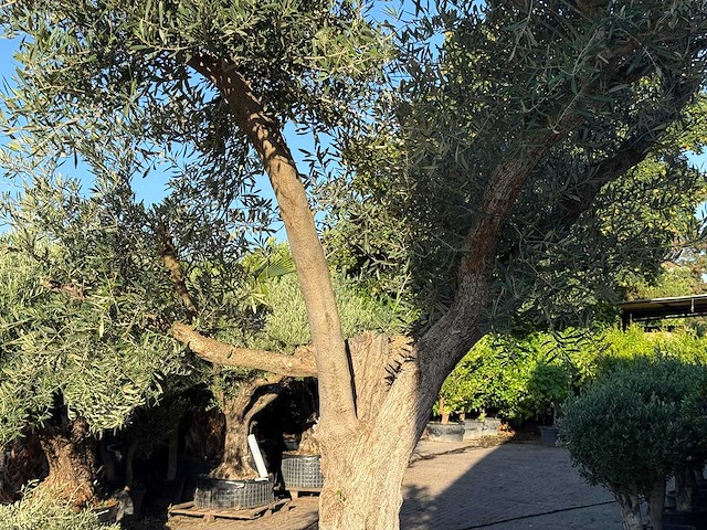 Olijfboom bonsai vertakt xl - olea europaea - ca. 150 jaar oud - hoogte ca. 280 cm - afbeelding 4 van  13