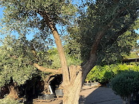 Olijfboom bonsai vertakt xl - olea europaea - ca. 150 jaar oud - hoogte ca. 280 cm - afbeelding 4 van  13