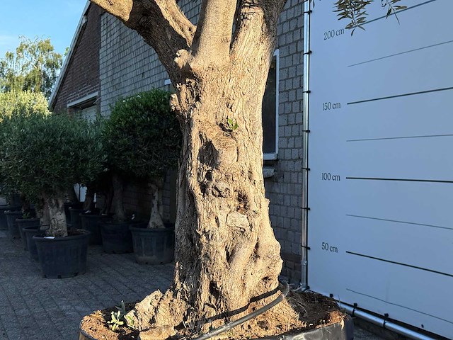 Olijfboom bonsai vertakt xl - olea europaea - ca. 150 jaar oud - hoogte ca. 280 cm - afbeelding 5 van  13
