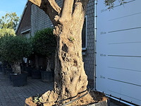 Olijfboom bonsai vertakt xl - olea europaea - ca. 150 jaar oud - hoogte ca. 280 cm - afbeelding 5 van  13