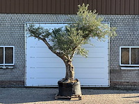 Olijfboom bonsai vertakt xl - olea europaea - ca. 150 jaar oud - hoogte ca. 280 cm - afbeelding 1 van  13