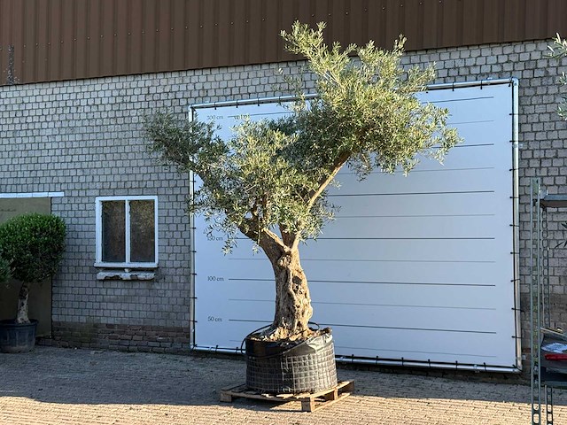 Olijfboom bonsai vertakt xl - olea europaea - ca. 150 jaar oud - hoogte ca. 280 cm - afbeelding 6 van  13