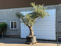 Olijfboom bonsai vertakt xl - olea europaea - ca. 150 jaar oud - hoogte ca. 280 cm - afbeelding 6 van  13