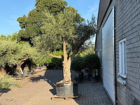 Olijfboom bonsai vertakt xl - olea europaea - ca. 150 jaar oud - hoogte ca. 280 cm - afbeelding 7 van  13