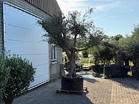 Olijfboom bonsai vertakt xl - olea europaea - ca. 150 jaar oud - hoogte ca. 280 cm - afbeelding 8 van  13