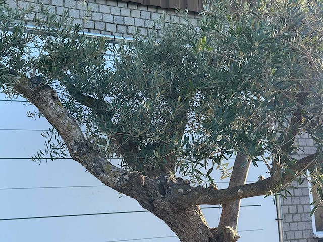 Olijfboom bonsai vertakt xl - olea europaea - ca. 150 jaar oud - hoogte ca. 280 cm - afbeelding 9 van  13