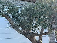 Olijfboom bonsai vertakt xl - olea europaea - ca. 150 jaar oud - hoogte ca. 280 cm - afbeelding 9 van  13
