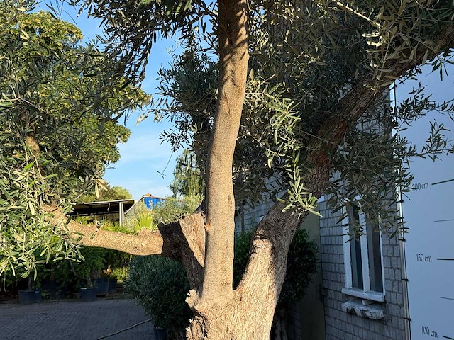 Olijfboom bonsai vertakt xl - olea europaea - ca. 150 jaar oud - hoogte ca. 280 cm - afbeelding 10 van  13