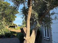 Olijfboom bonsai vertakt xl - olea europaea - ca. 150 jaar oud - hoogte ca. 280 cm - afbeelding 10 van  13