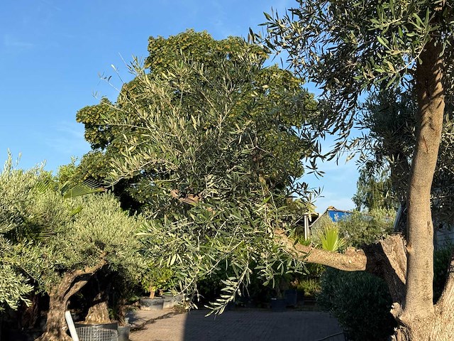 Olijfboom bonsai vertakt xl - olea europaea - ca. 150 jaar oud - hoogte ca. 280 cm - afbeelding 11 van  13