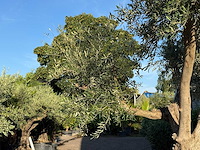 Olijfboom bonsai vertakt xl - olea europaea - ca. 150 jaar oud - hoogte ca. 280 cm - afbeelding 11 van  13