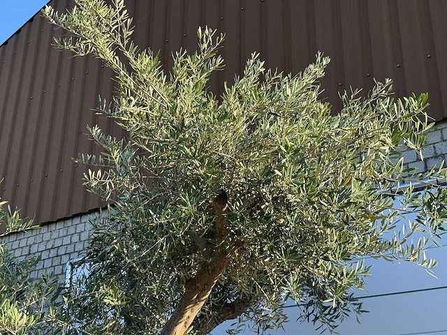 Olijfboom bonsai vertakt xl - olea europaea - ca. 150 jaar oud - hoogte ca. 280 cm - afbeelding 12 van  13