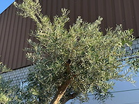 Olijfboom bonsai vertakt xl - olea europaea - ca. 150 jaar oud - hoogte ca. 280 cm - afbeelding 12 van  13