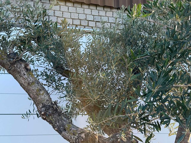 Olijfboom bonsai vertakt xl - olea europaea - ca. 150 jaar oud - hoogte ca. 280 cm - afbeelding 13 van  13