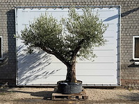 Olijfboom bonsai vertakt xl - olea europaea - ca. 150 jaar oud - hoogte ca. 280 cm
