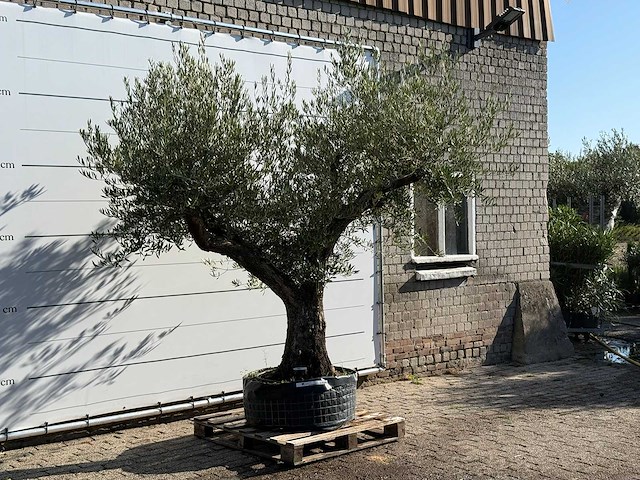 Olijfboom bonsai vertakt xl - olea europaea - ca. 150 jaar oud - hoogte ca. 280 cm - afbeelding 2 van  2