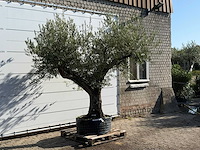 Olijfboom bonsai vertakt xl - olea europaea - ca. 150 jaar oud - hoogte ca. 280 cm - afbeelding 2 van  2