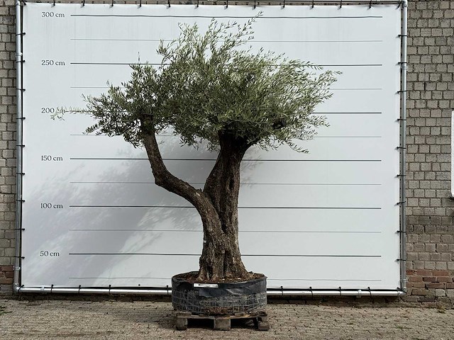 Olijfboom bonsai vertakt xl - olea europaea - ca. 150 jaar oud - hoogte ca. 280 cm - afbeelding 1 van  7
