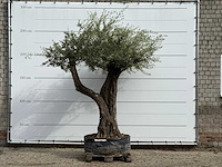 Olijfboom bonsai vertakt xl - olea europaea - ca. 150 jaar oud - hoogte ca. 280 cm
