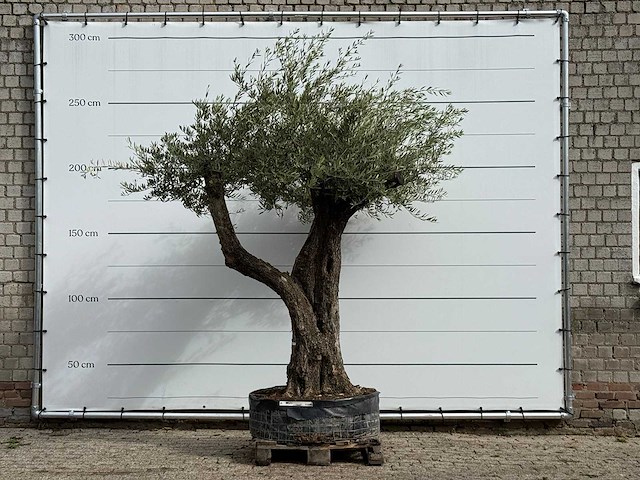 Olijfboom bonsai vertakt xl - olea europaea - ca. 150 jaar oud - hoogte ca. 280 cm - afbeelding 2 van  7