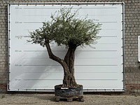 Olijfboom bonsai vertakt xl - olea europaea - ca. 150 jaar oud - hoogte ca. 280 cm - afbeelding 2 van  7