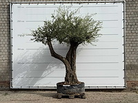 Olijfboom bonsai vertakt xl - olea europaea - ca. 150 jaar oud - hoogte ca. 280 cm - afbeelding 3 van  7