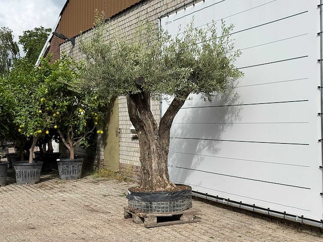 Olijfboom bonsai vertakt xl - olea europaea - ca. 150 jaar oud - hoogte ca. 280 cm - afbeelding 4 van  7