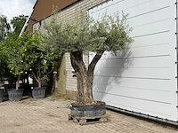 Olijfboom bonsai vertakt xl - olea europaea - ca. 150 jaar oud - hoogte ca. 280 cm - afbeelding 4 van  7