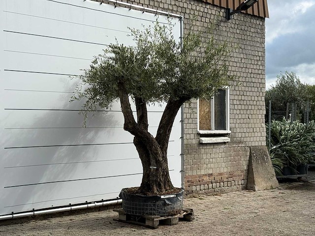 Olijfboom bonsai vertakt xl - olea europaea - ca. 150 jaar oud - hoogte ca. 280 cm - afbeelding 5 van  7