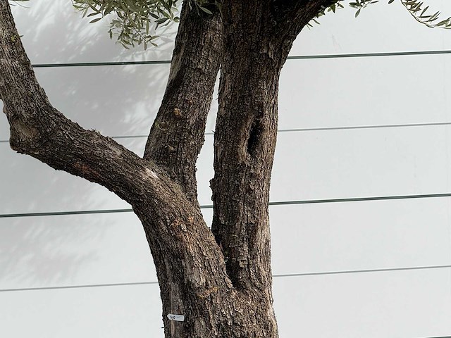 Olijfboom bonsai vertakt xl - olea europaea - ca. 150 jaar oud - hoogte ca. 280 cm - afbeelding 6 van  7