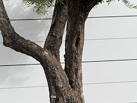 Olijfboom bonsai vertakt xl - olea europaea - ca. 150 jaar oud - hoogte ca. 280 cm - afbeelding 6 van  7