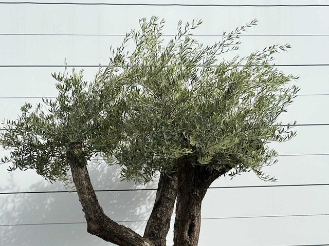 Olijfboom bonsai vertakt xl - olea europaea - ca. 150 jaar oud - hoogte ca. 280 cm - afbeelding 7 van  7