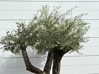 Olijfboom bonsai vertakt xl - olea europaea - ca. 150 jaar oud - hoogte ca. 280 cm - afbeelding 7 van  7