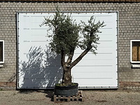 Olijfboom bonsai vertakt xl - olea europaea - ca. 150 jaar oud - hoogte ca. 280 cm