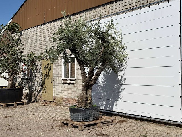 Olijfboom bonsai vertakt xl - olea europaea - ca. 150 jaar oud - hoogte ca. 280 cm - afbeelding 2 van  4