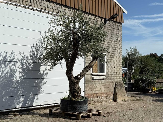 Olijfboom bonsai vertakt xl - olea europaea - ca. 150 jaar oud - hoogte ca. 280 cm - afbeelding 3 van  4