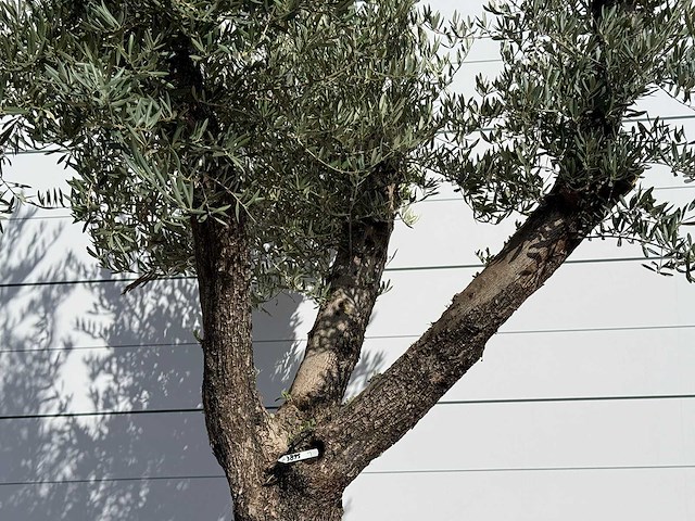 Olijfboom bonsai vertakt xl - olea europaea - ca. 150 jaar oud - hoogte ca. 280 cm - afbeelding 4 van  4