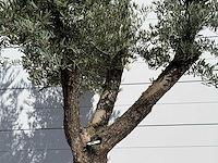 Olijfboom bonsai vertakt xl - olea europaea - ca. 150 jaar oud - hoogte ca. 280 cm - afbeelding 4 van  4