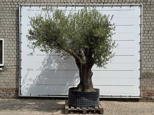 Olijfboom bonsai vertakt xl - olea europaea - ca. 150 jaar oud - hoogte ca. 280 cm - afbeelding 1 van  5