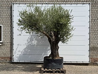 Olijfboom bonsai vertakt xl - olea europaea - ca. 150 jaar oud - hoogte ca. 280 cm